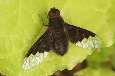 <i>Hemipenthes morio</i>