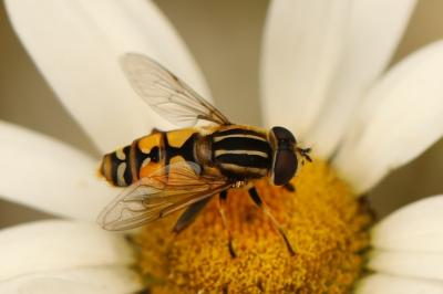 <i>Helophilus pendulus</i>