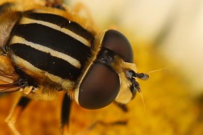 <i>Helophilus pendulus</i>