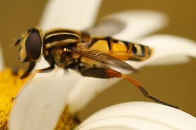 Helophilus pendulus