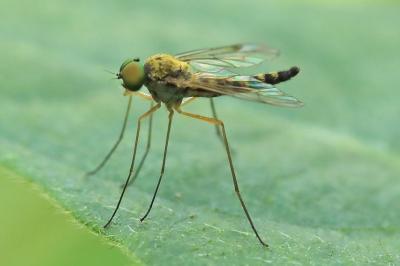 <i>Chrysopilus asiliformis</i>