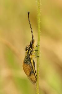 <i>Libelloides longicornis</i>