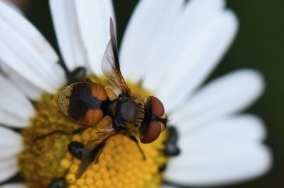 <i>Ectophasia crassipennis</i>