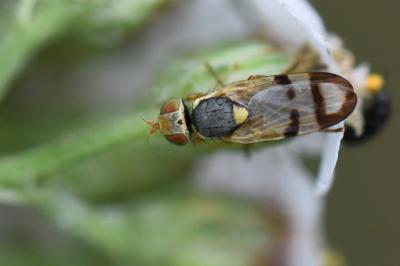 <i>Urophora stylata</i>