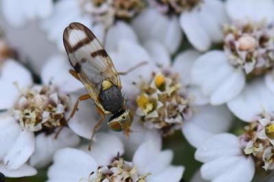 <i>Urophora stylata</i>