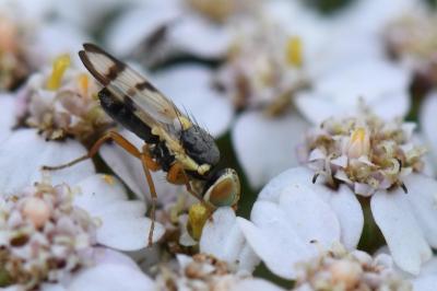 <i>Urophora stylata</i>