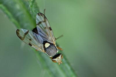 <i>Urophora stylata</i>