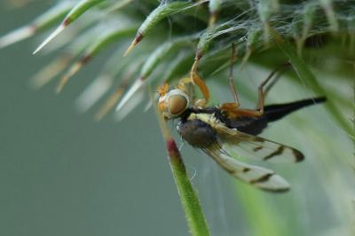 <i>Urophora stylata</i>