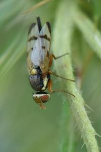 <i>Urophora stylata</i>