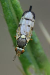 <i>Urophora stylata</i>