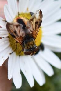<i>Ectophasia crassipennis</i>