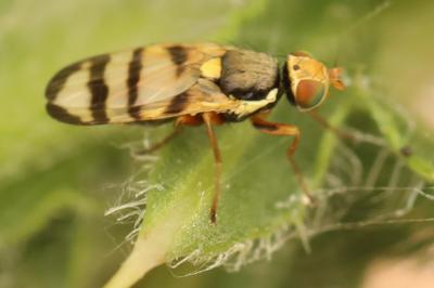 <i>Urophora solstitialis</i>