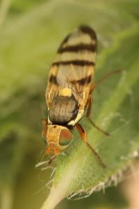 <i>Urophora solstitialis</i>