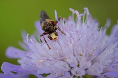 <i>Sicus</i>