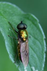 <i>Chloromyia formosa</i>
