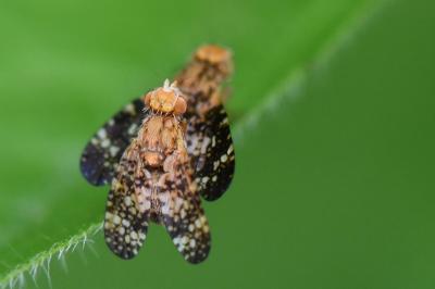 <i>Oxyna flavipennis</i>