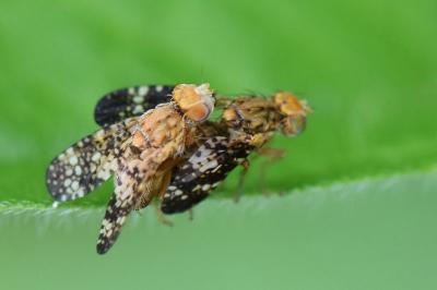 <i>Oxyna flavipennis</i>