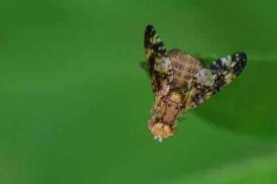 <i>Oxyna flavipennis</i>
