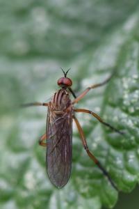 <i>Empis livida</i>