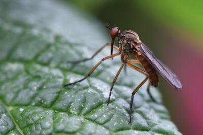 <i>Empis livida</i>