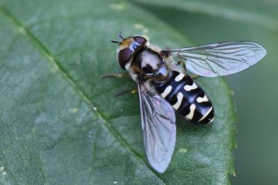 <i>Scaeva pyrastri</i>