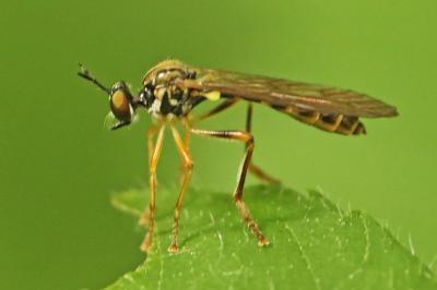 <i>Dioctria</i>