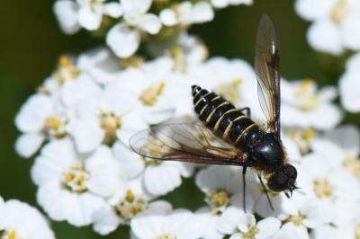 <i>Lomatia lateralis</i>