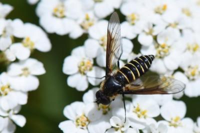 <i>Lomatia lateralis</i>