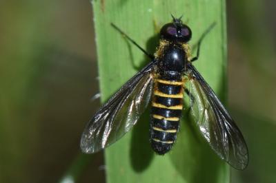 <i>Lomatia lateralis</i>