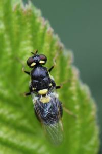 <i>Oxycera leonina</i>