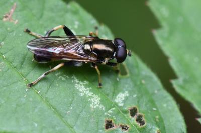 <i>Xylota segnis</i>
