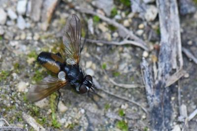 <i>Hemyda vittata</i>