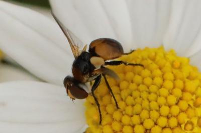 <i>Cistogaster globosa</i>