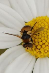 <i>Cistogaster globosa</i>