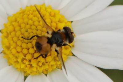 <i>Cistogaster globosa</i>