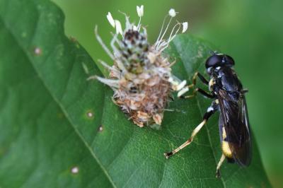 <i>Xylota sylvarum</i>