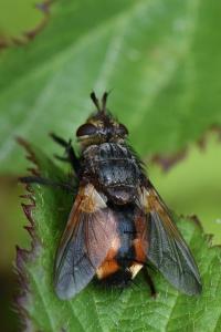 <i>Phryxe magnicornis</i>