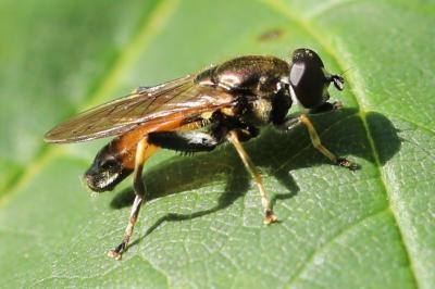<i>Xylota segnis</i>