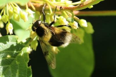 <i>Volucella bombylans</i>