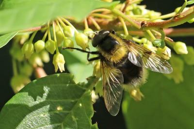 <i>Volucella bombylans</i>