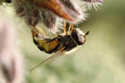 Scaeva selenitica