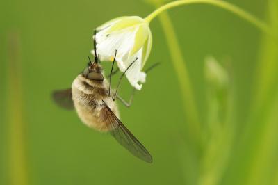 Bombylius