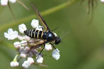 <i>Lomatia lateralis</i>