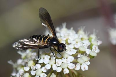 <i>Lomatia lateralis</i>