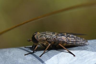 <i>Tabanus bromius</i>