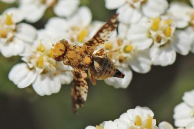 <i>Oxyna flavipennis</i>