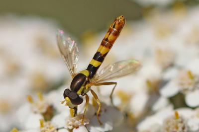 <i>Sphaerophoria scripta</i>