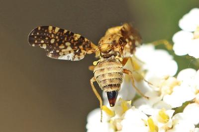 <i>Oxyna flavipennis</i>