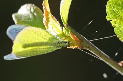 <i>Chrysopa perla</i>