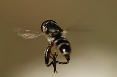 <i>Syritta pipiens</i>